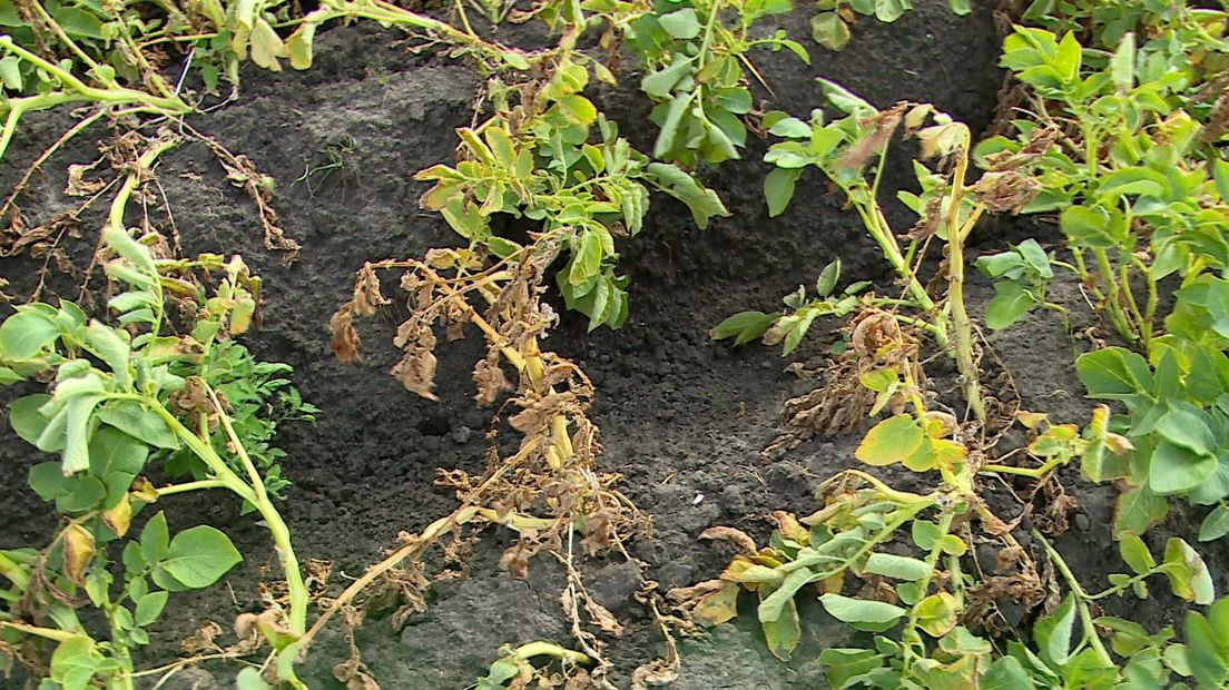 Het loof van de aardappelen van Padmos is dor en droog