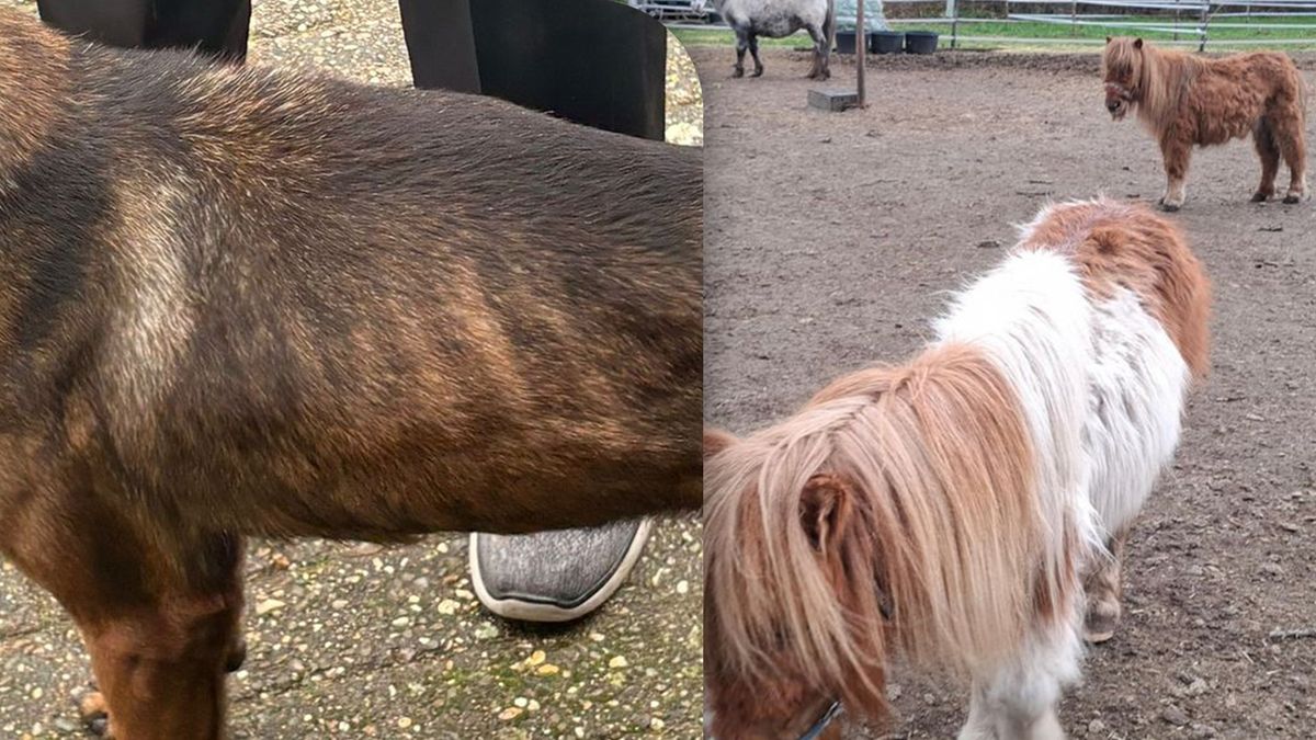 Fors meer meldingen dierenverwaarlozing: 'Soms sta je gewoon in de ontlasting van de dieren'