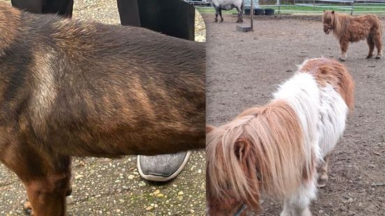 Fors meer meldingen dierenverwaarlozing: 'Soms sta je gewoon in de ontlasting van de dieren' Home