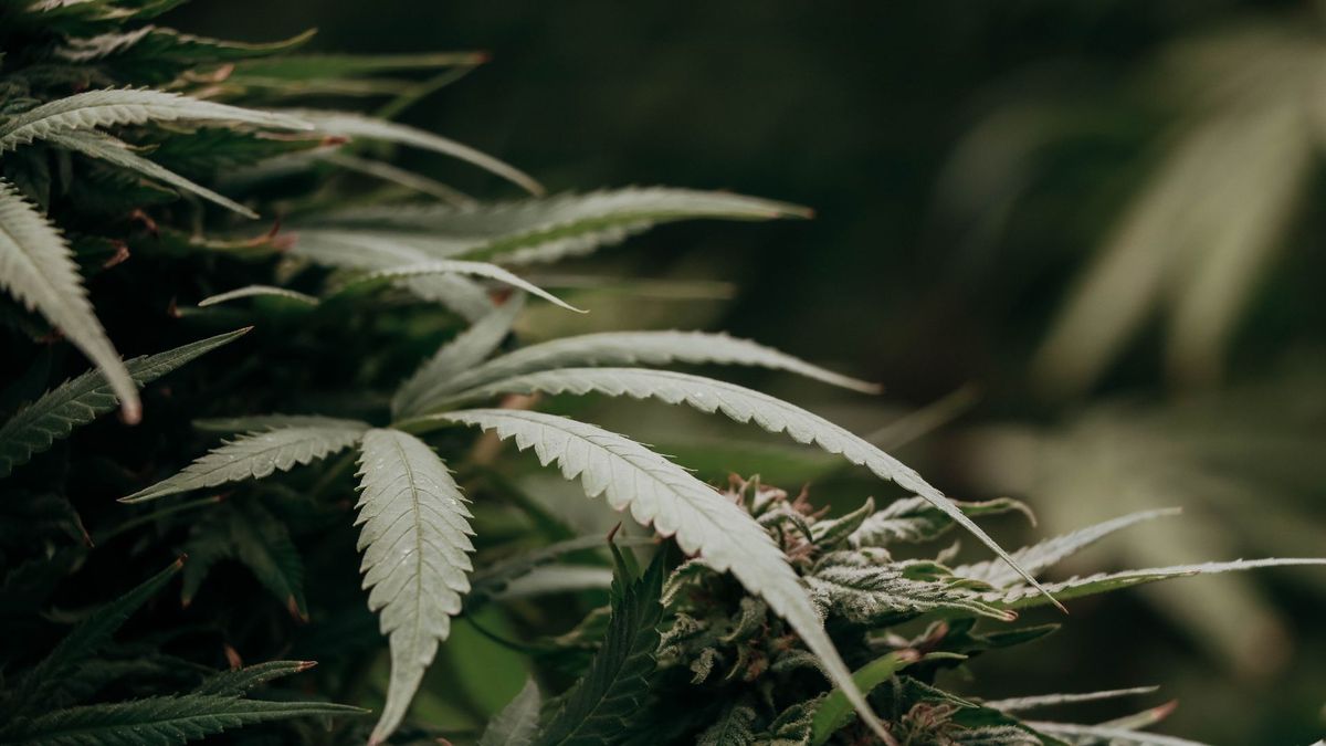 Hennepkwekerij met ruim 300 planten ontruimd en gesloten in Graauw