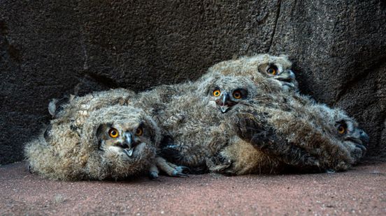 Wilde oehoes kiezen Burgers' Zoo als broedplaats