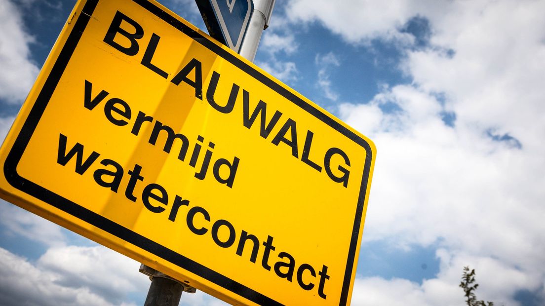 Negatief zwemadvies vanwege blauwalg