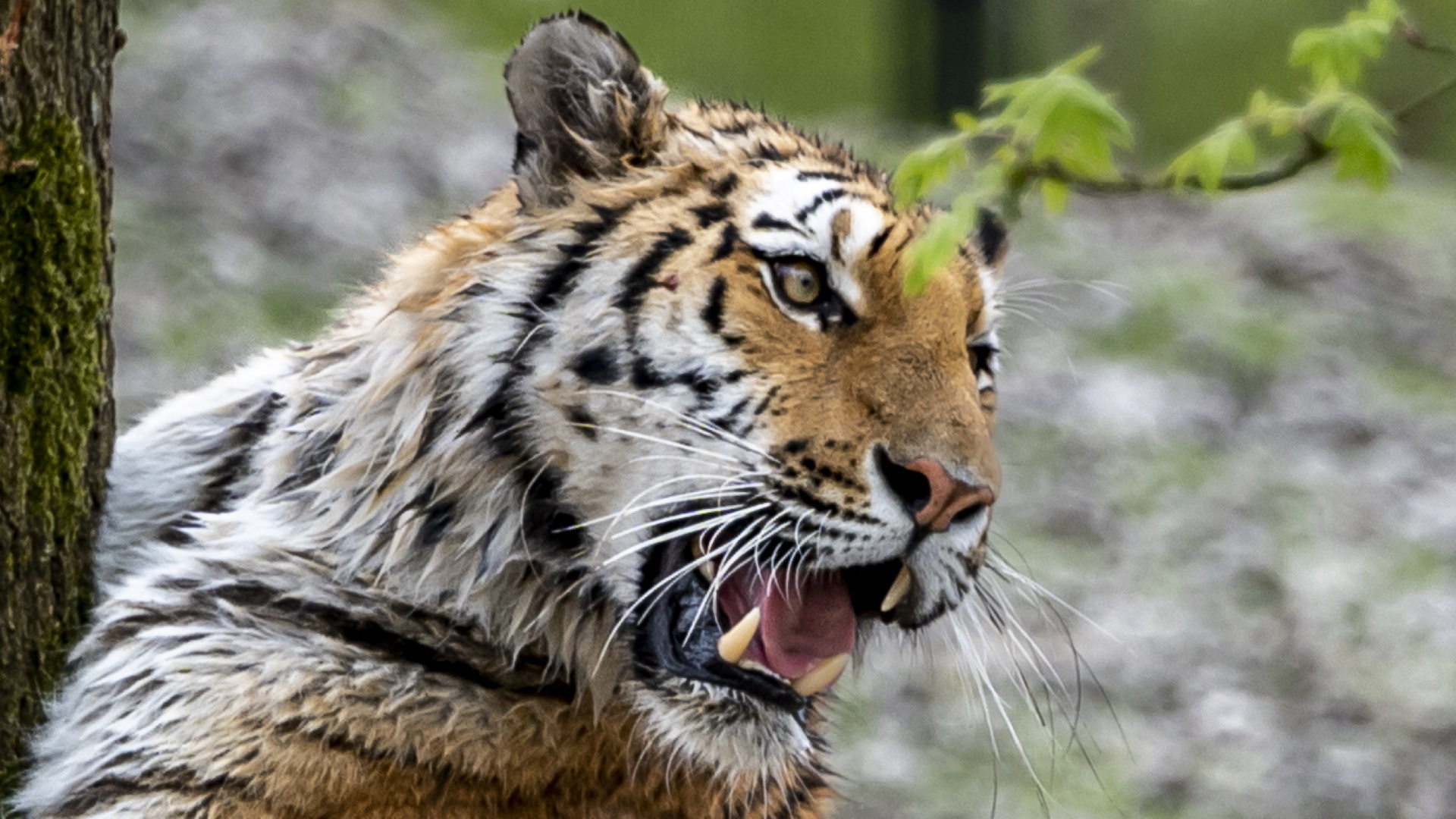 Levende huisdieren voeren in de dierentuin? AquaZoo wil er niets van weten