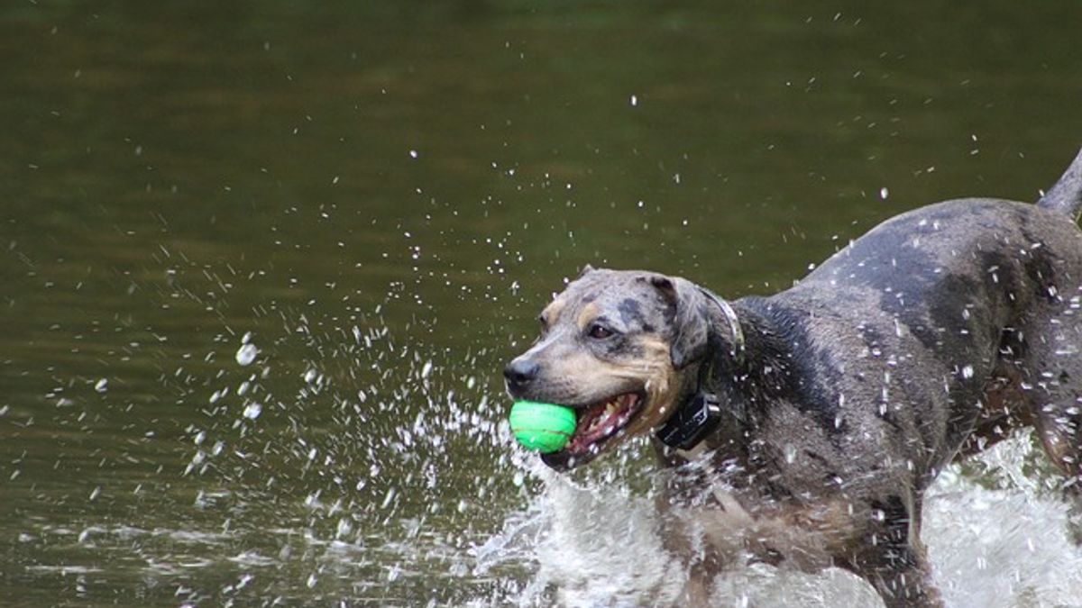 Ziekte van Weil in Slijk-Ewijk: pas ook op met honden
