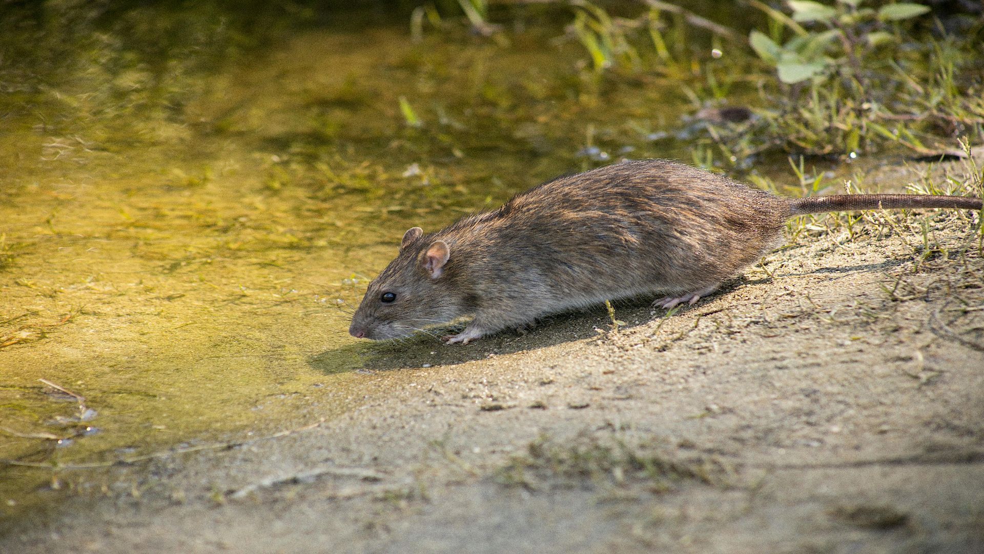 Als het riool door hoosbuien volloopt gaan ratten 'bovengronds' op zoek naar voedsel.