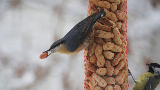 Moeilijke tijd voor vogels, zo help je ze een handje