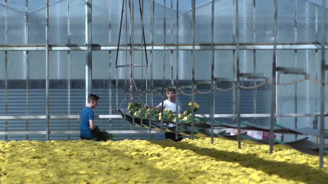 Kweker van chrysanten in Brakel.