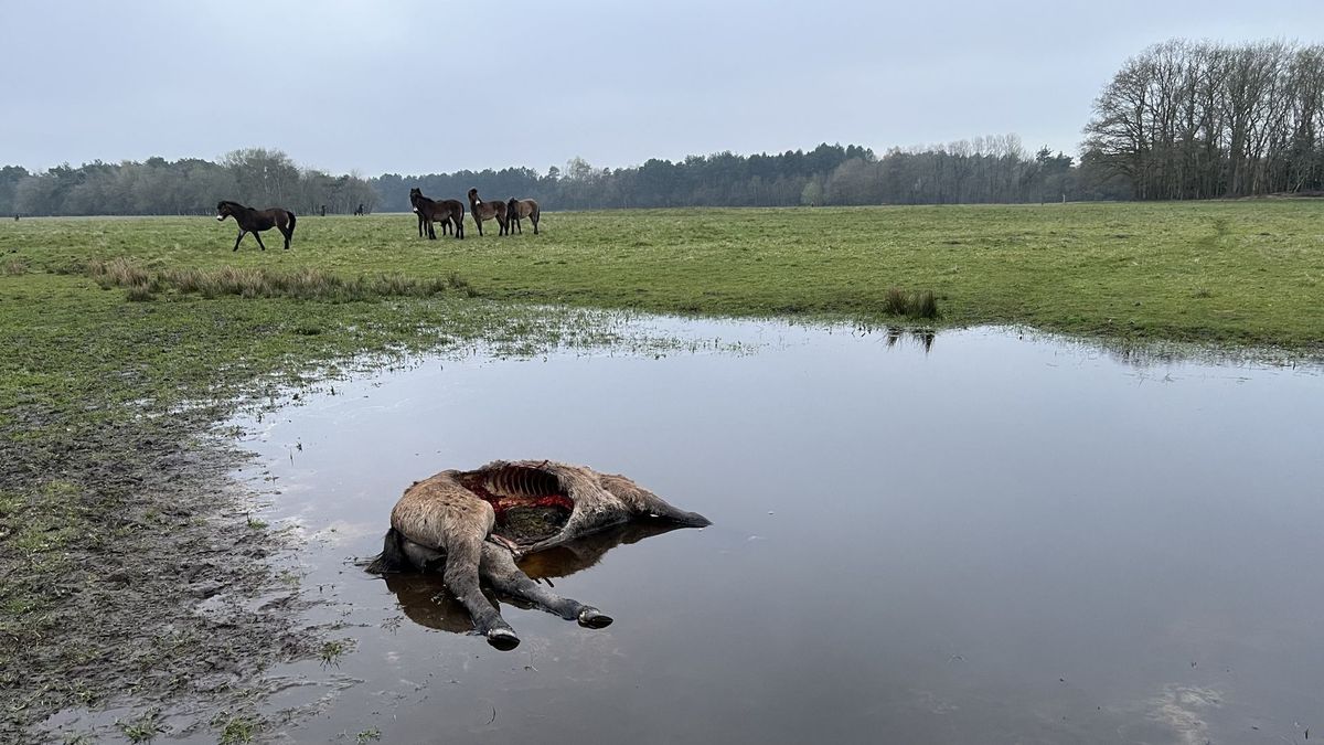 Pony van Drentse wolvenconsulent vermoedelijk door wolf gepakt, dier stond onvoldoende beschermd