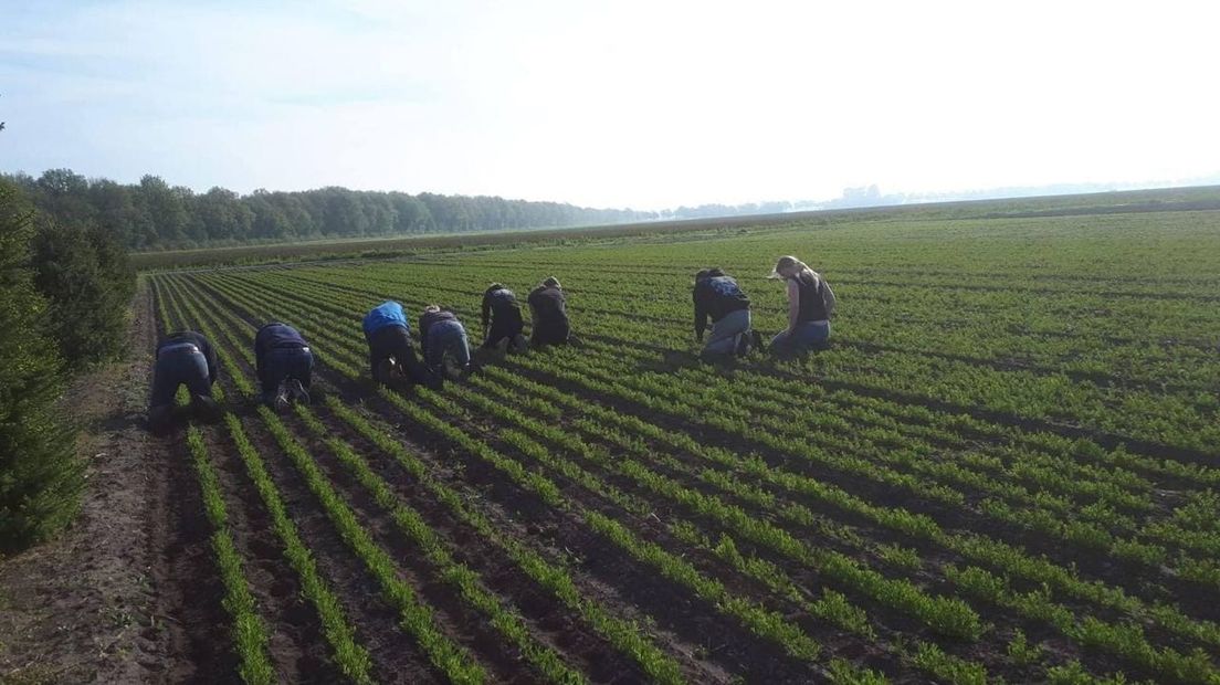 Jongeren plukken bloemen op het land van maatschap Bruggenkamp in Bovensmilde