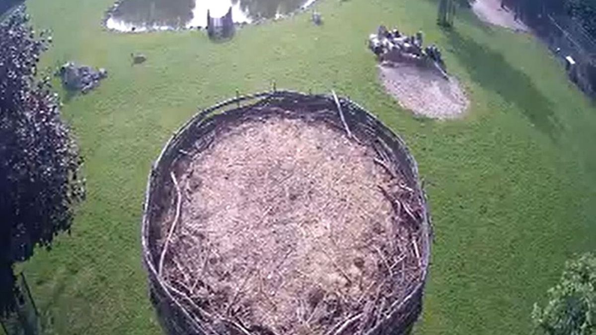 Het ooievaarsjong uit Bovensmilde is (bijna) gevlogen