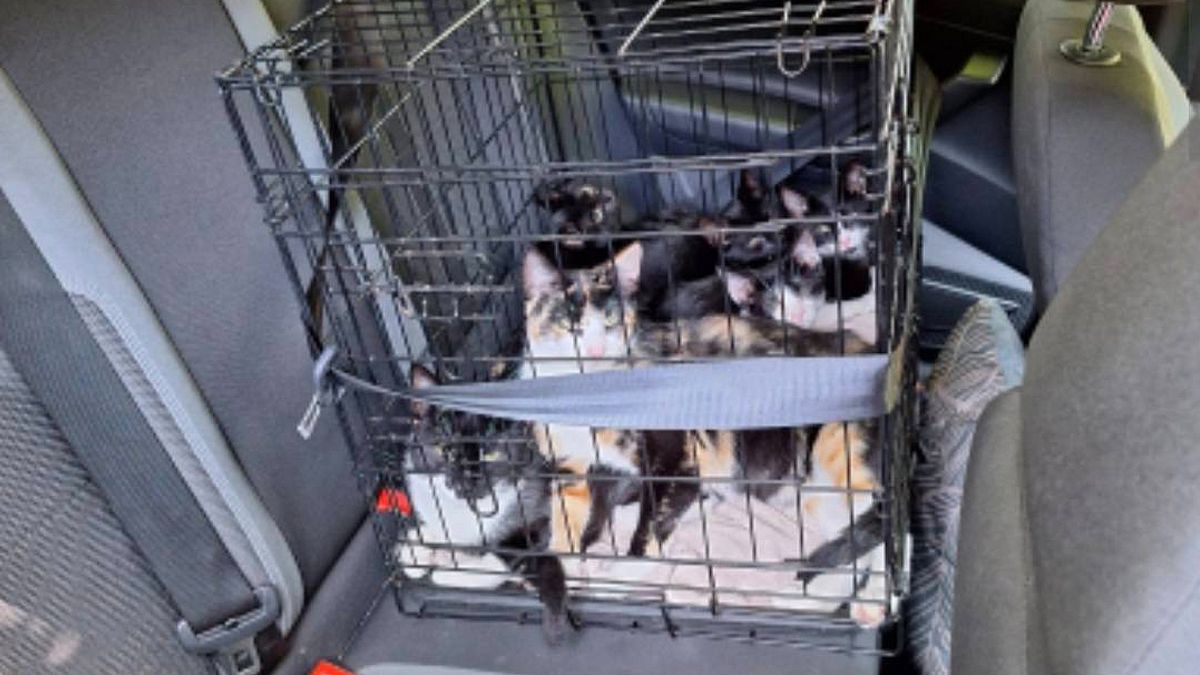 Bench vol katten gedumpt in park, ondanks hitte: 'Ga je diep schamen'