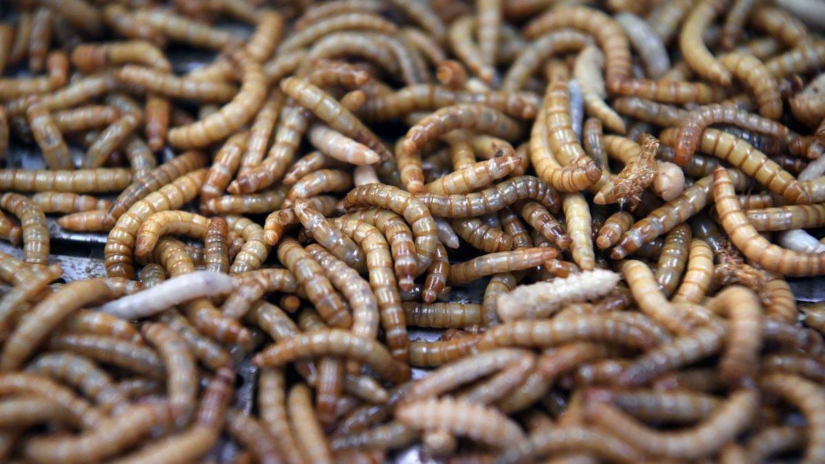 Melkveehouder in Oudemirdum neemt meelwormen als tweede tak