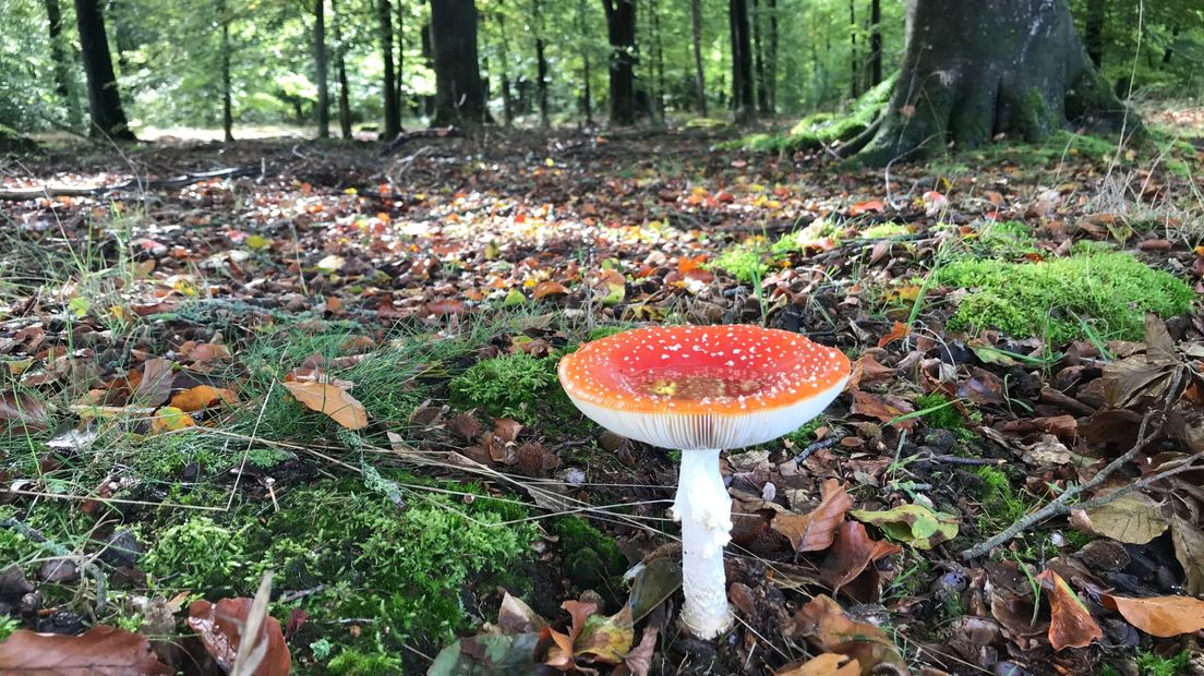 Het paddenstoelenseizoen is weer aangebroken