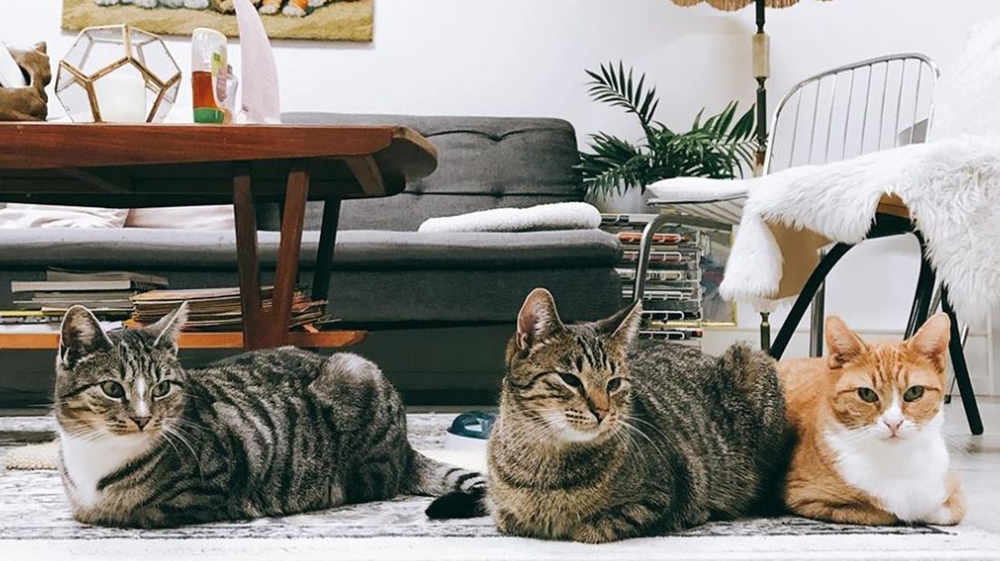 Het café biedt onderdak aan een aantal katten