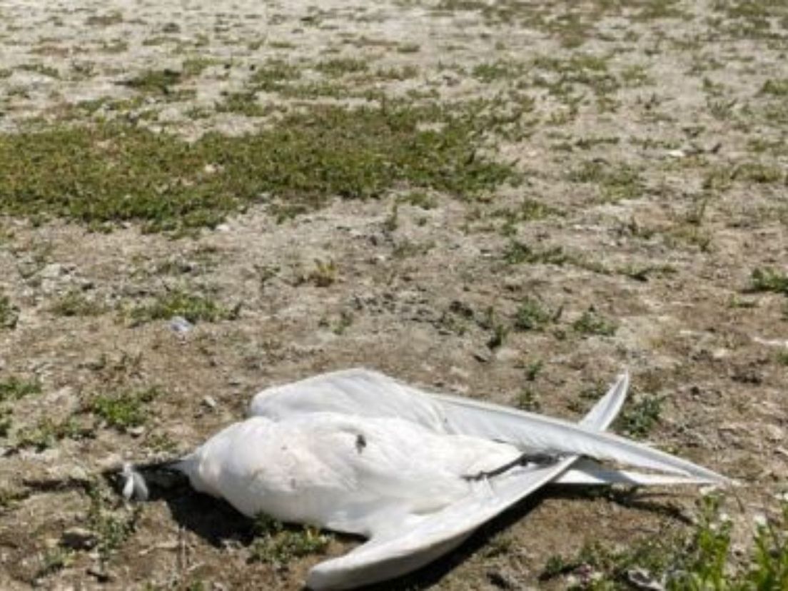 Dode vogel als gevolg van vogelgriep op vogeleiland Bliek