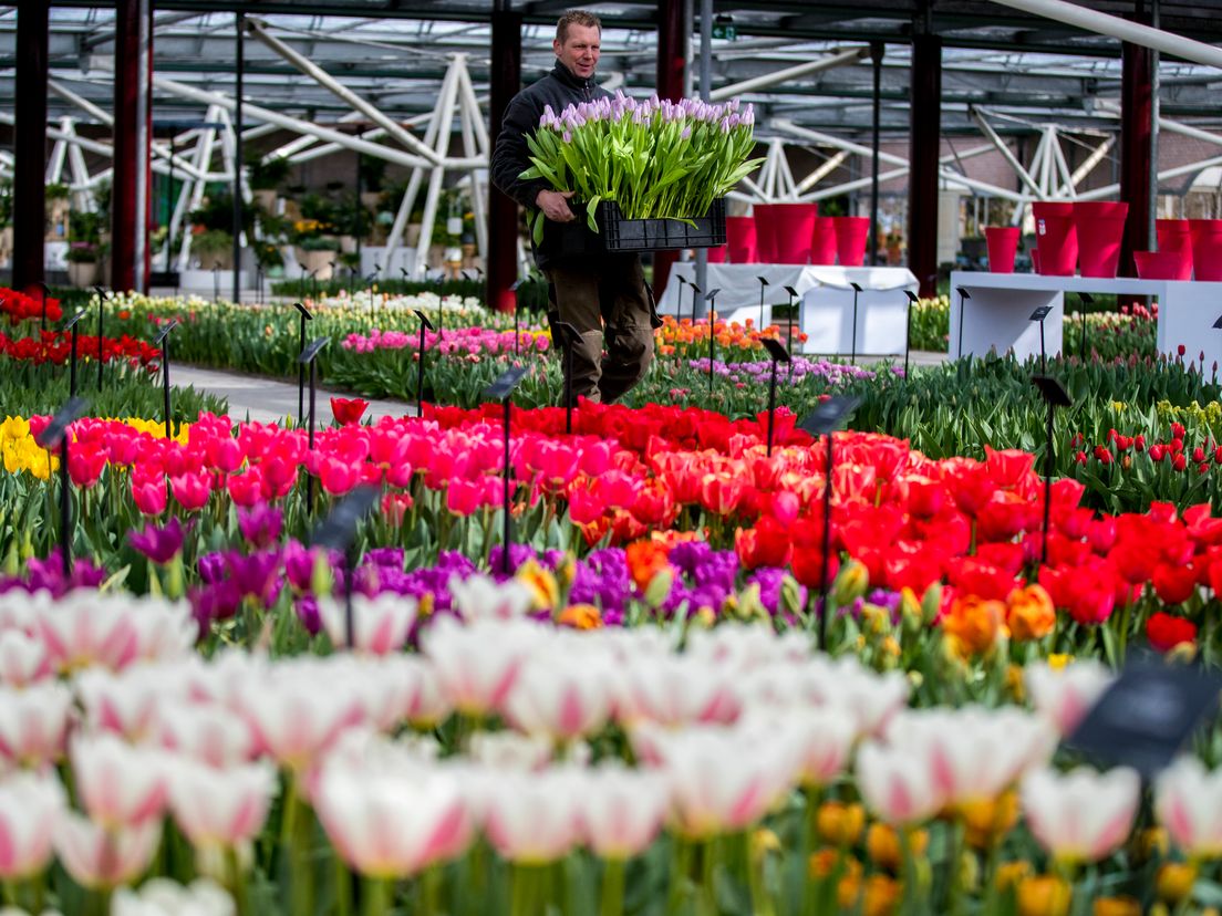 De bloemen staan nu nog in de Keukenhof