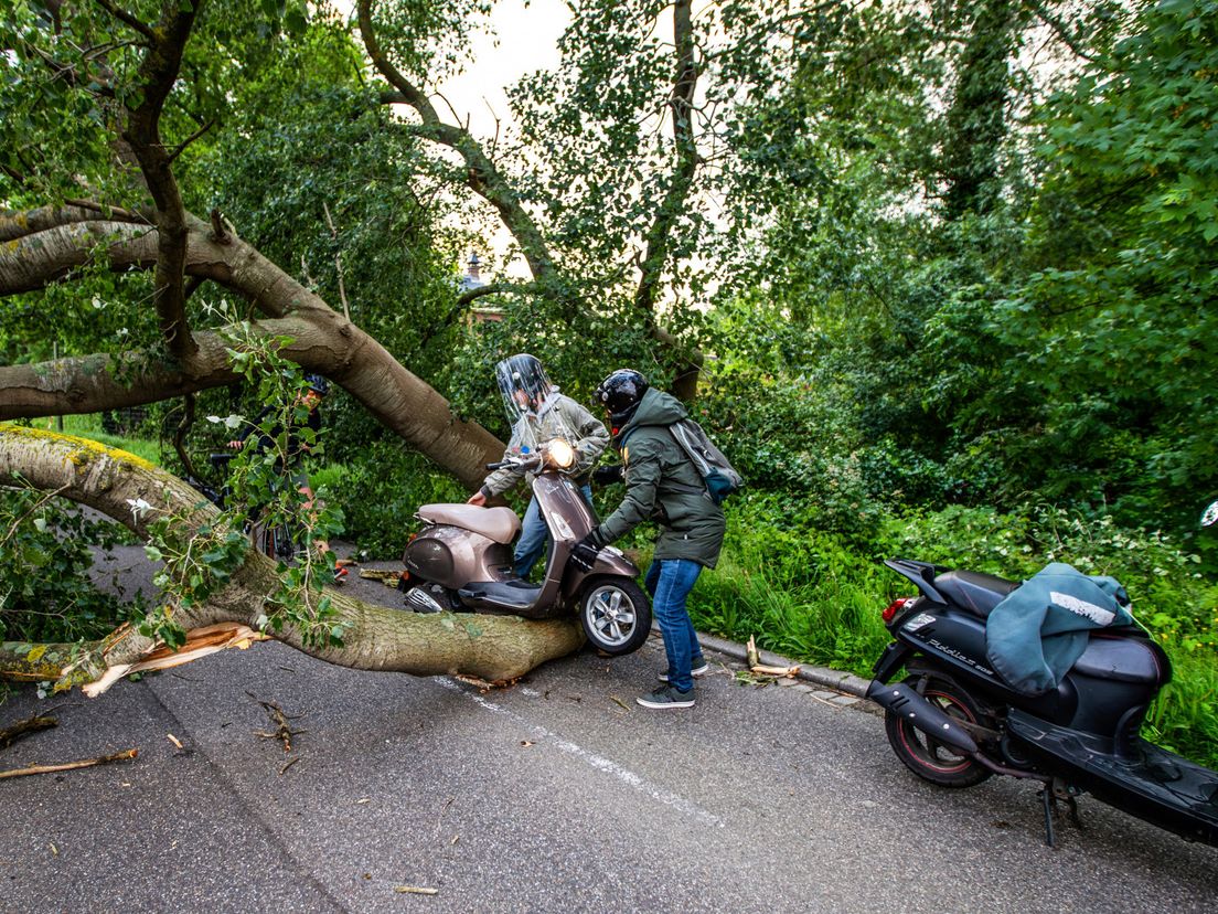 Omgevallen boom blokkeert doorgaande weg (brom)fietsers wurmen zich tussen boomstammen door
