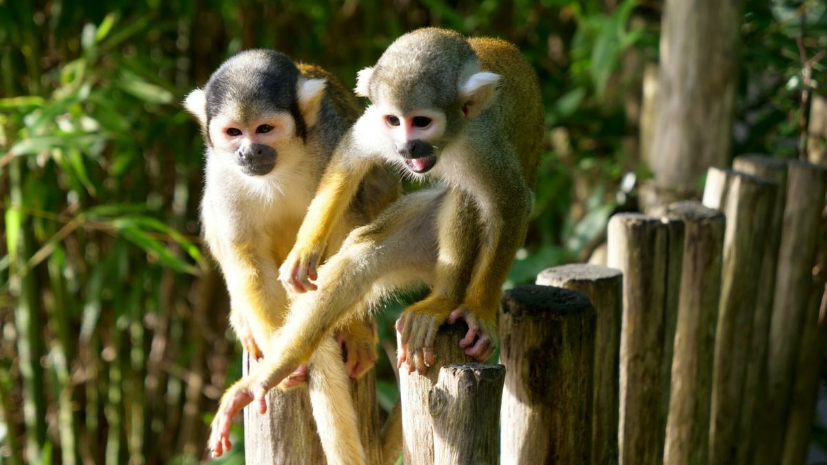 Doodshoofdaapjes Wildlands verhuisd naar ZooParc Overloon: 'Voor iedereen beter'