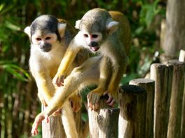 Doodshoofdaapjes Wildlands verhuisd naar ZooParc Overloon: 'Voor iedereen beter'