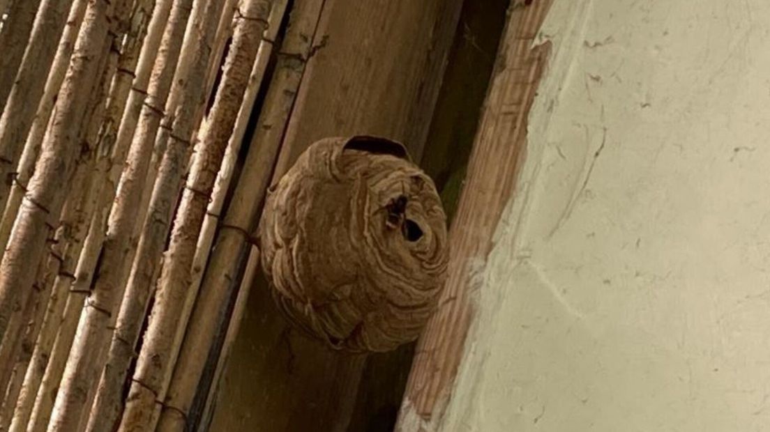 Het nest van de Aziatische Hoornaar in Hoek.