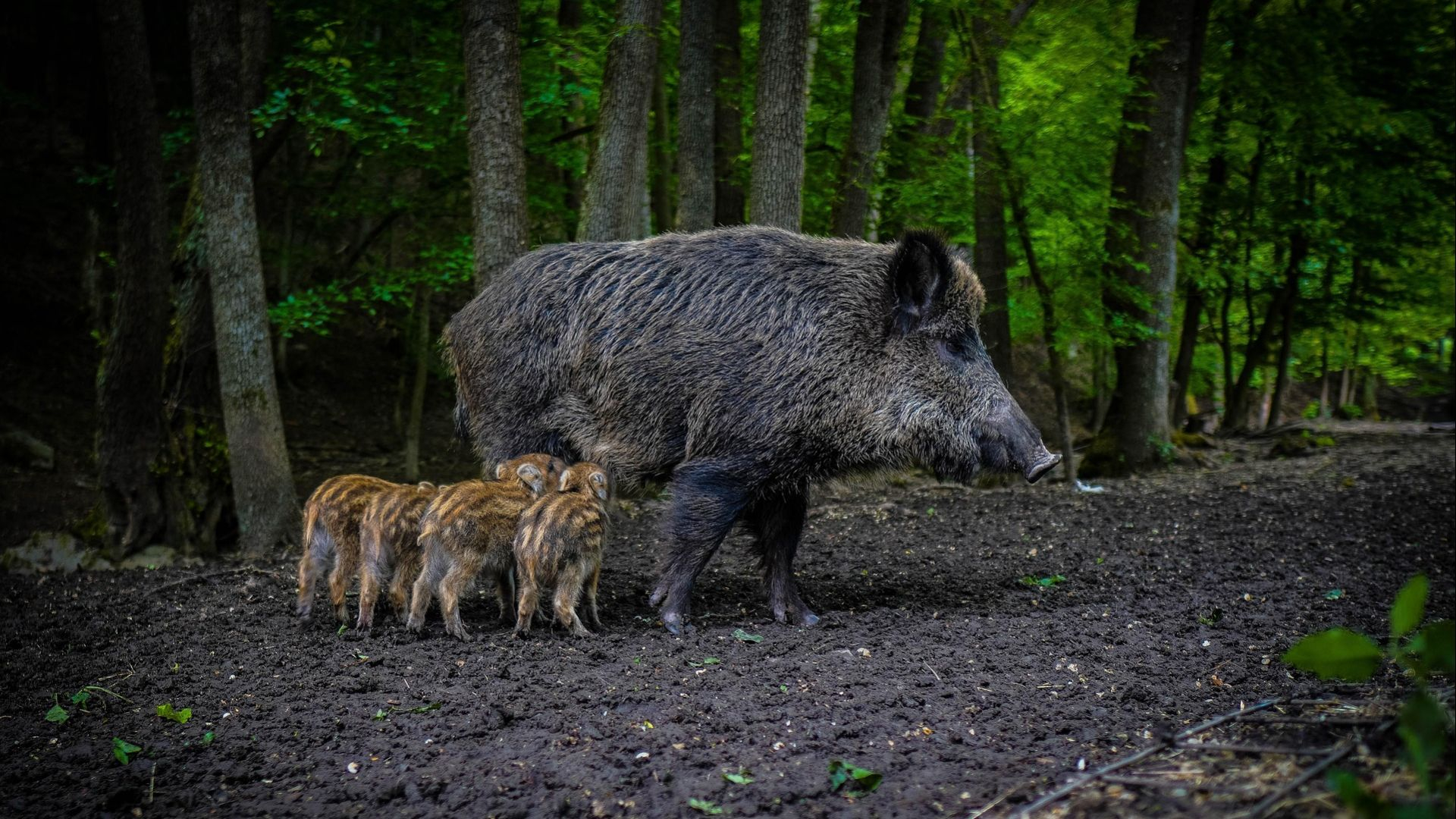 Afrikaanse varkenspest rukt op: Nederland bereidt zich voor op uitbraak
