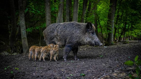 Afrikaanse varkenspest rukt op: Nederland bereidt zich voor op uitbraak