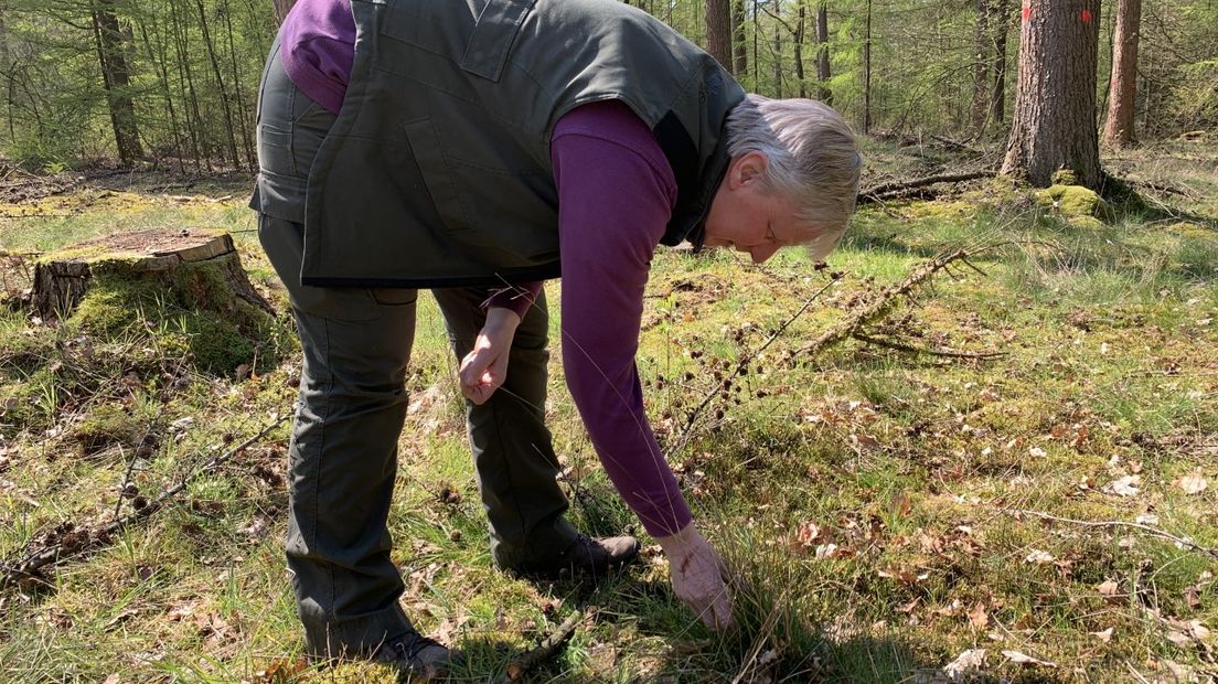 Teken zitten met warmer wordend weer in het gras
(Rechten: RTV Drenthe/Marjolein Lauret)