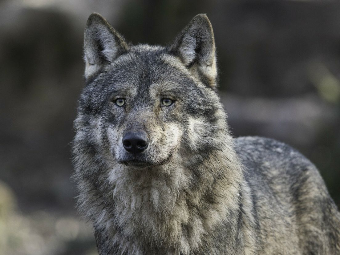 'Zeldzaam' gedrag van wolf: vader van roedel Middenveld laat teef en welpjes achter