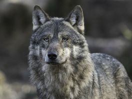 Mannetjeswolf van Drentse roedel neemt de benen: 'Dit gedrag is heel zeldzaam'