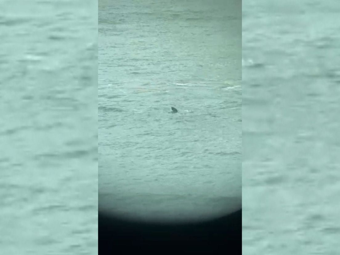 Zeehond komt een visje halen in het centrum van Rotterdam