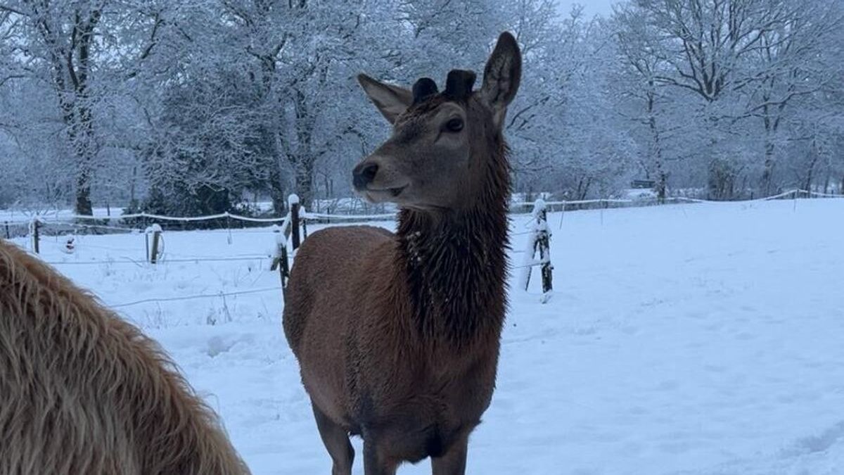 Edelhert na maanden terug bij eigenaar: 