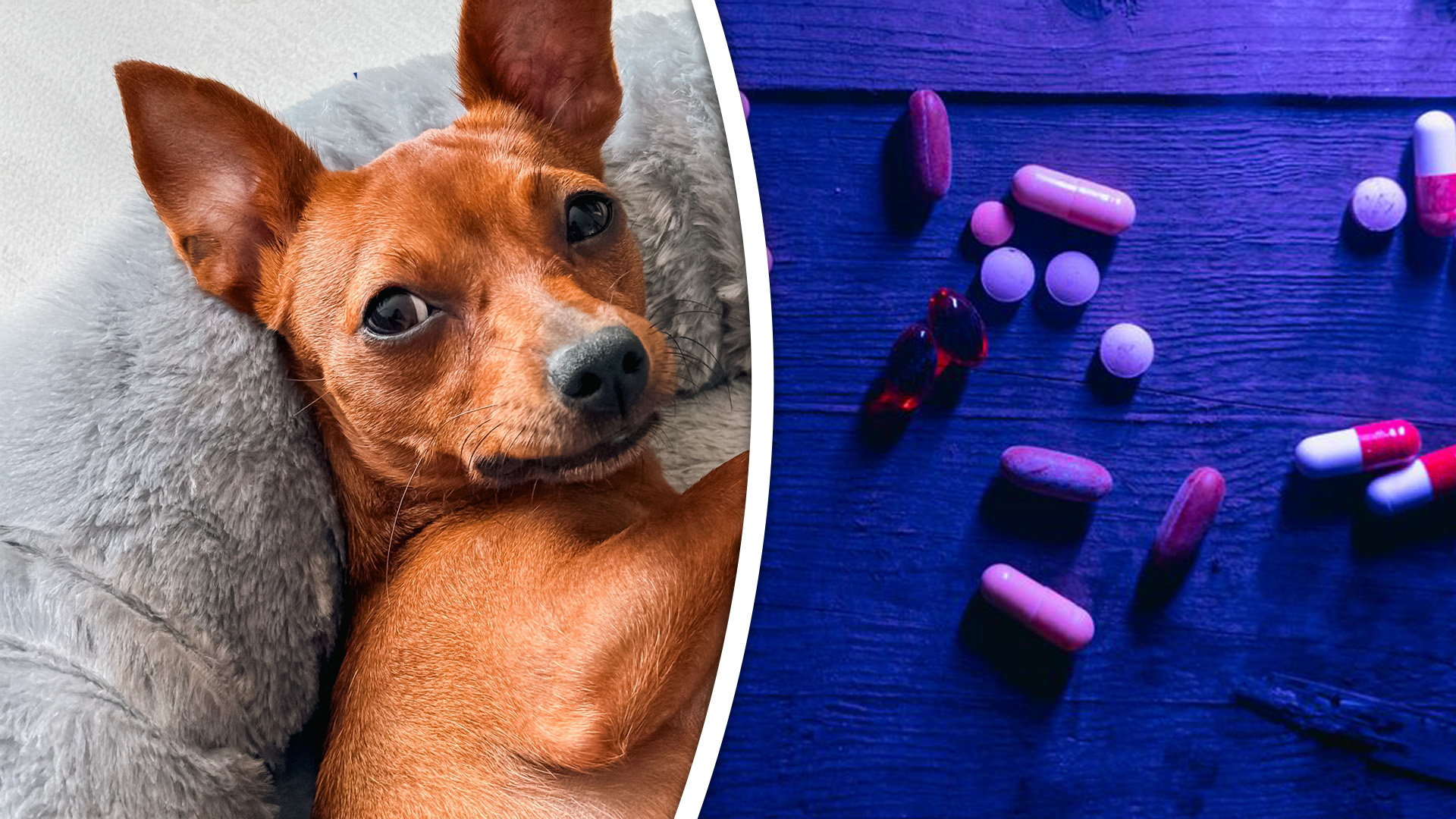 Sharky moet het ontgelden als Kobus drugs heeft gebruikt.
