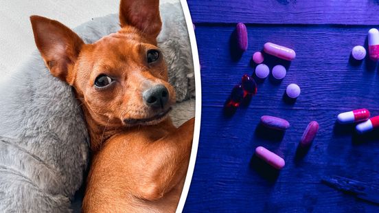 Kobus (36) gaat zich te buiten aan drugs en schopt zijn hondje: '1700 euro kosten bij de dierenarts'