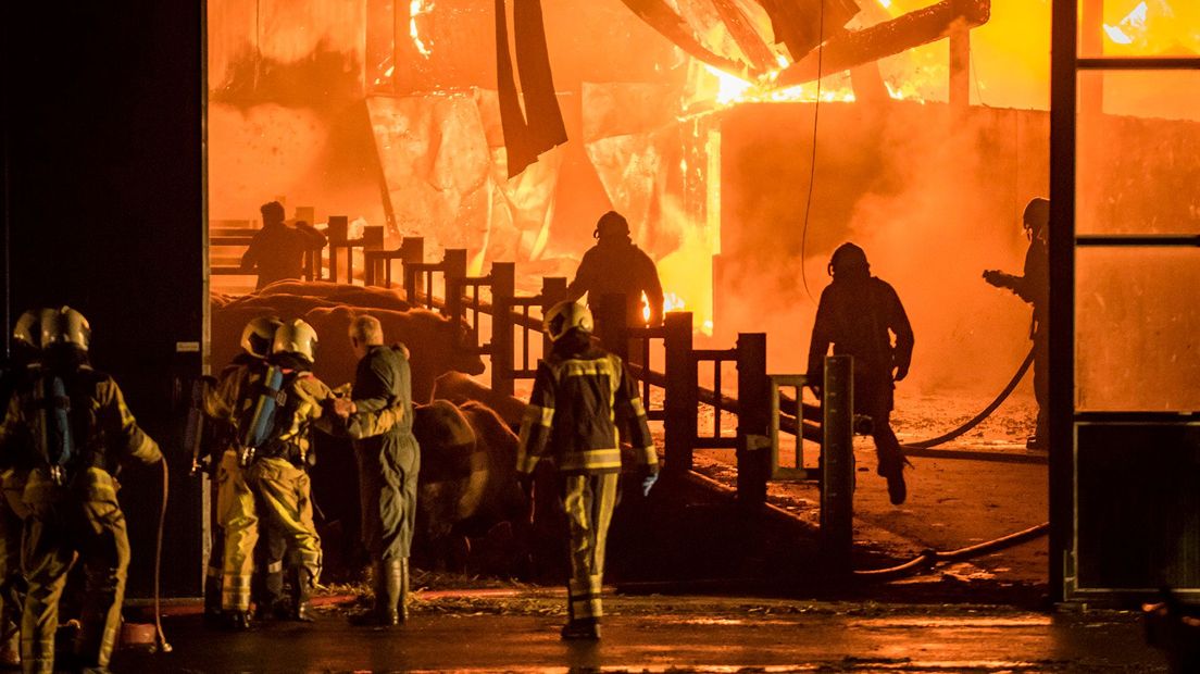 Enkele dieren overleefden de brand niet.