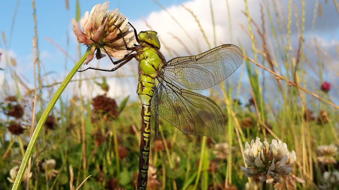 Door het graven van petgaten moet de groene glazenmaker zich meer in het gebied laten zien.