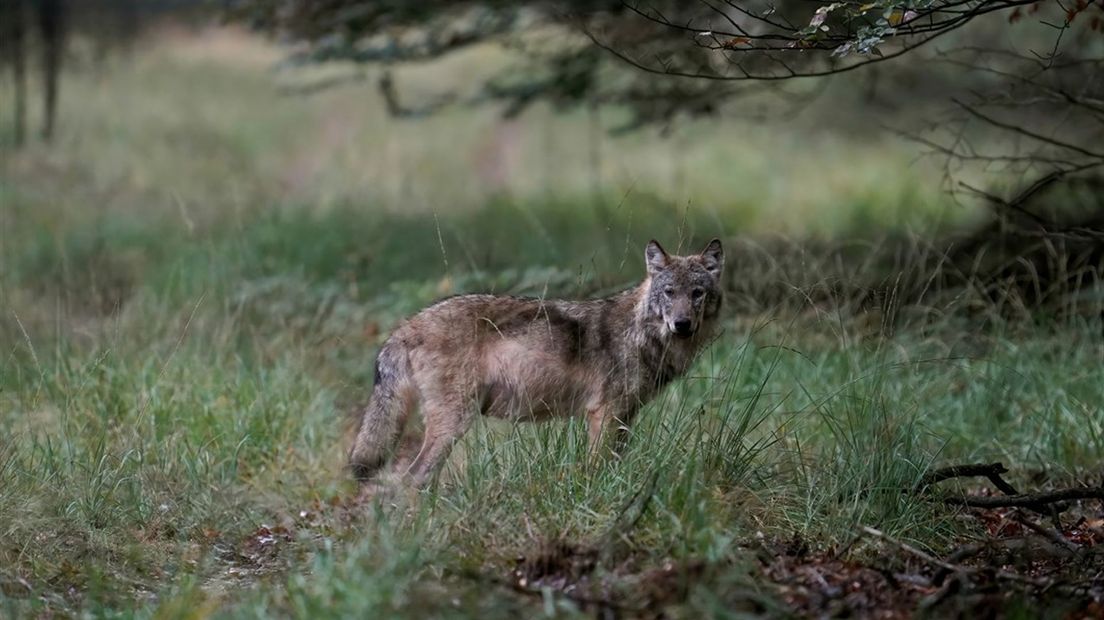 De minister wil een landelijk informatiepunt voor de wolf