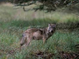 Minister wil landelijk informatiepunt over de wolf