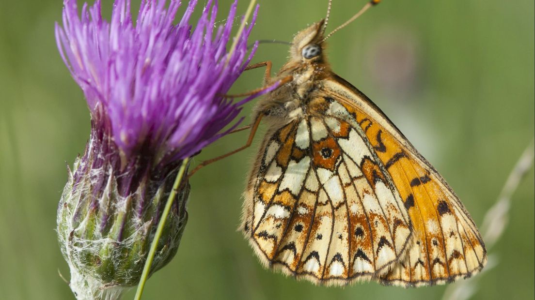Vlinder