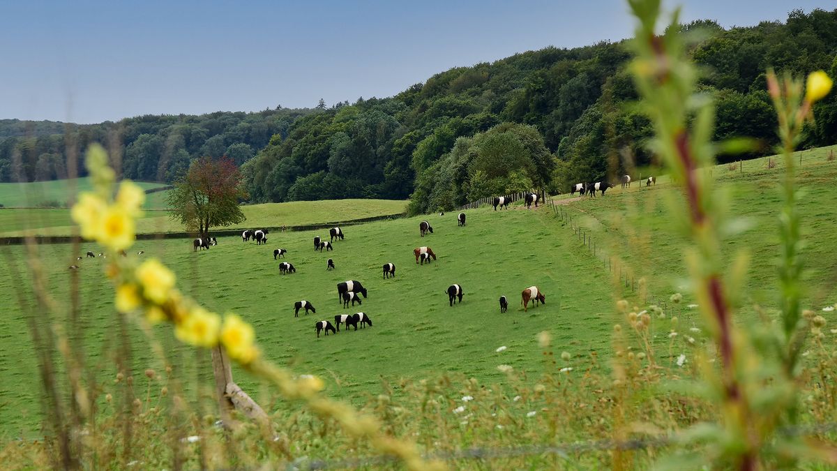 Limburg Kiekt: Afferden, Swartbroek, Sittard en...