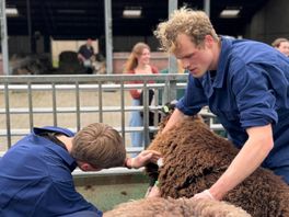 Student Simme vaccineert schapen tegen blauwtong: 'Heb gevolgen vorig jaar gezien'