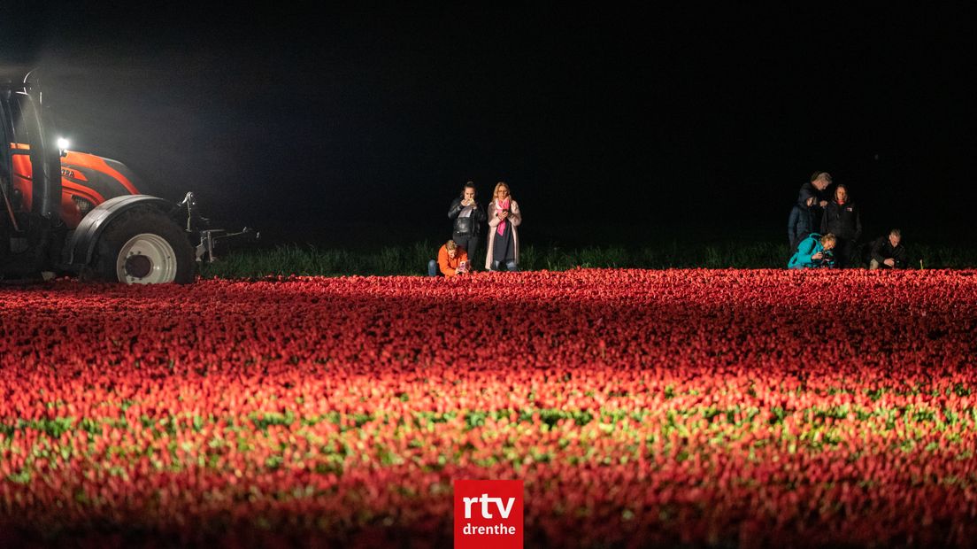 Tractoren verlichten de tulpenvelden (Rechten: RTV Drenthe/Kim Stellingwerf)