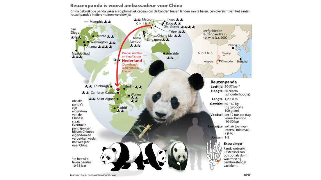 Infographic over panda's.