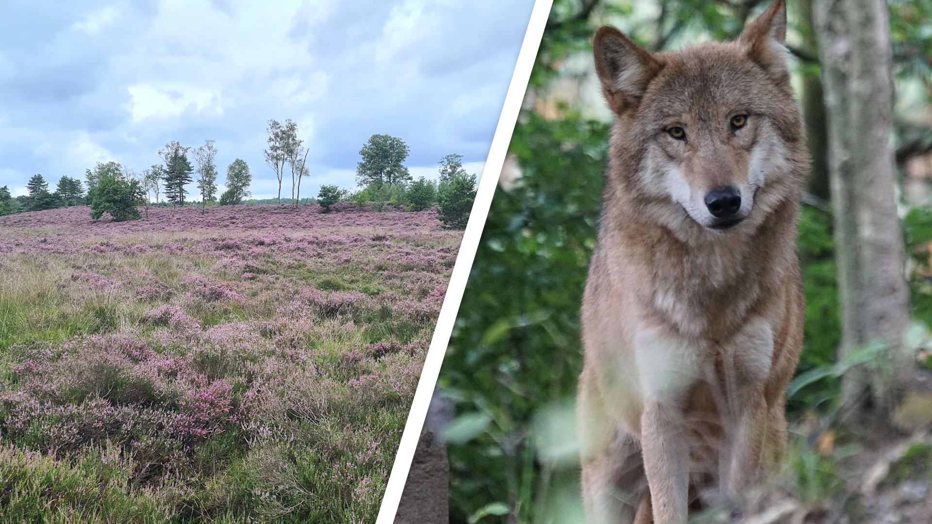 Links heide op landgoed Den Treek, rechts een wolf ter illustratie.