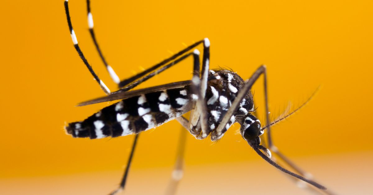 Tiger mosquito reappears in Overijssel: GGD IJsselland warns holidaymakers