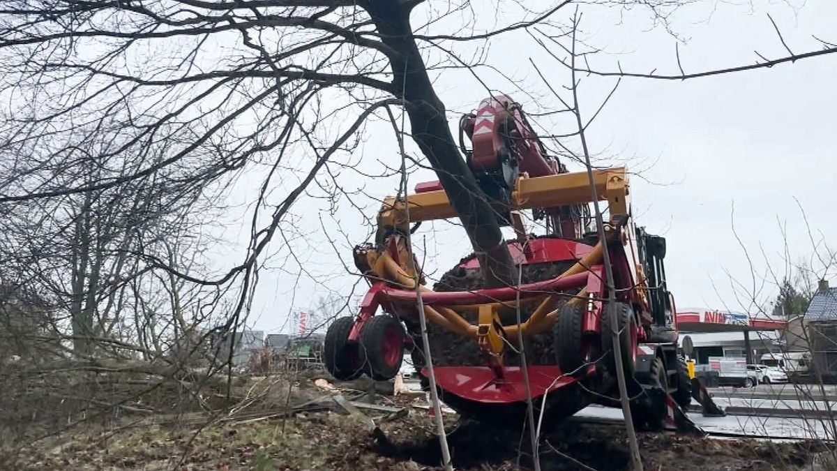 Monumentale beukenboom in Jistrum verplaatst: 