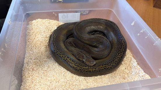Angstaanjagende vondst in kringloopwinkel: medewerkers vinden een python
