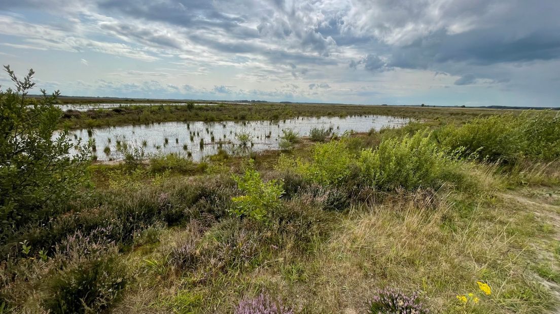 Het Dwingelderveld