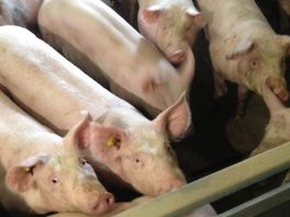 Varkensboeren maken zich grote zorgen over uitbreken Afrikaanse varkenspest vlak over de grens
