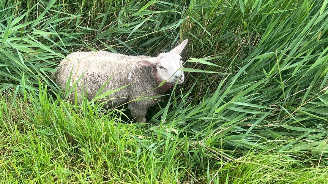 Een van de gewonde schapen