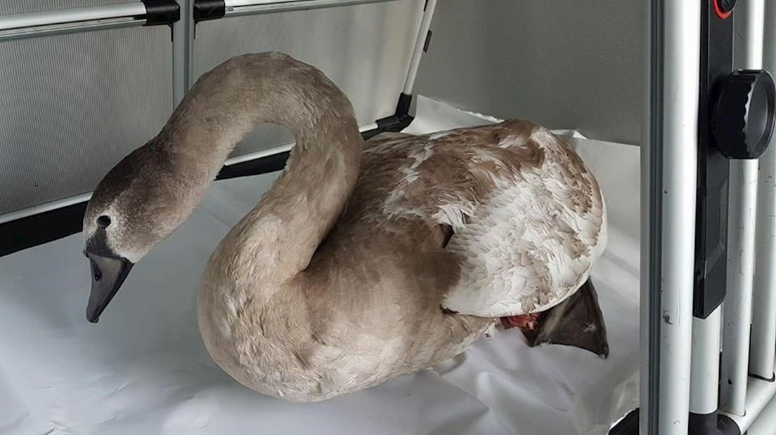 De gewonde jonge zwaan